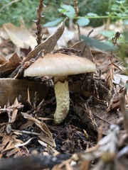 Pholiota velaglutinosa