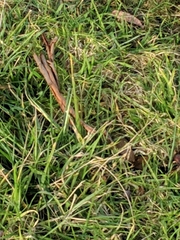 Cenchrus clandestinus