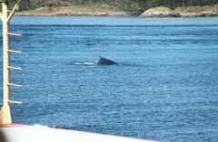 Megaptera novaeangliae australis