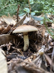 Pholiota velaglutinosa