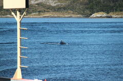 Megaptera novaeangliae australis