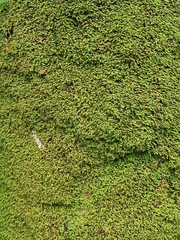 Claopodium rostratum