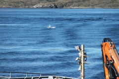 Megaptera novaeangliae australis