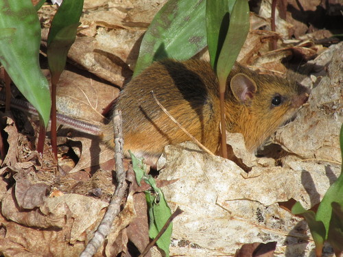 Napaeozapus insignis