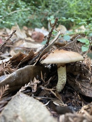 Pholiota velaglutinosa