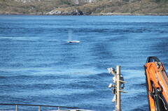 Megaptera novaeangliae australis