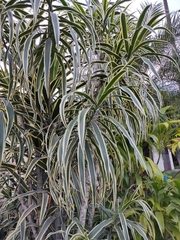 Dracaena angustifolia