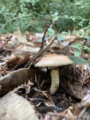 Pholiota velaglutinosa