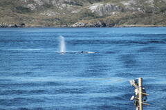 Megaptera novaeangliae australis