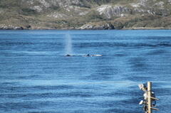 Megaptera novaeangliae australis