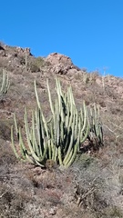 Stenocereus thurberi