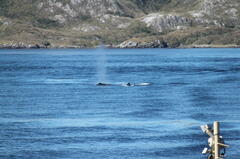 Megaptera novaeangliae australis