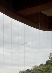 Milvus migrans lineatus