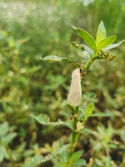 Creatonotos transiens