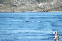 Megaptera novaeangliae australis