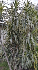Dracaena angustifolia