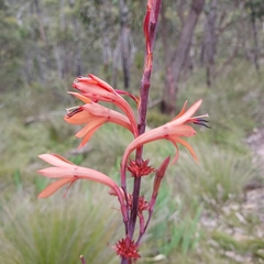 Watsonia meriana