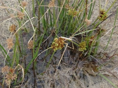 Cyperus acuminatus