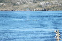 Megaptera novaeangliae australis