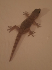 Tarentola gomerensis