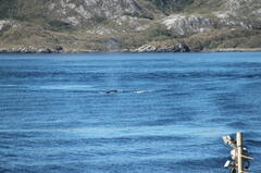 Megaptera novaeangliae australis