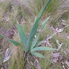 Watsonia meriana