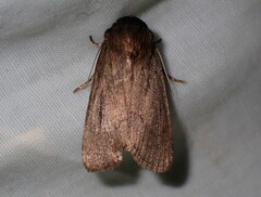Bityla defigurata