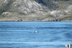 Megaptera novaeangliae australis