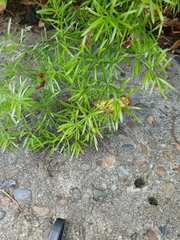 Asparagus