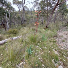 Watsonia meriana