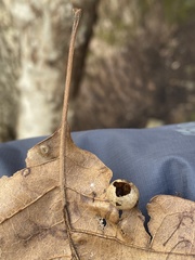 Amphibolips quercusostensackenii