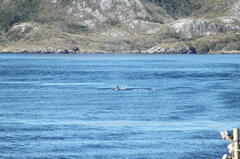 Megaptera novaeangliae australis