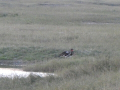 Ephippiorhynchus senegalensis