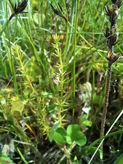 Asperula conferta