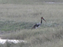 Ephippiorhynchus senegalensis