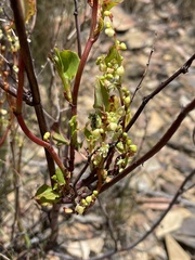 Muehlenbeckia rhyticarya
