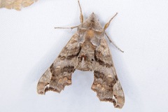 Deidamia inscriptum