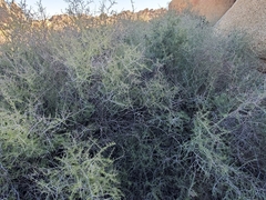 Prunus fasciculata