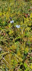 Lomatogonium carinthiacum