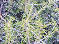 Prunus fasciculata