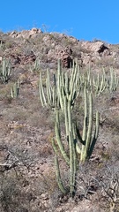 Stenocereus thurberi