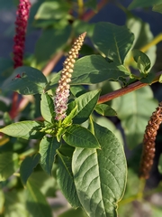 Phytolacca heterotepala