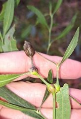 Neolasioptera lathami