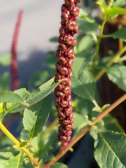 Phytolacca heterotepala