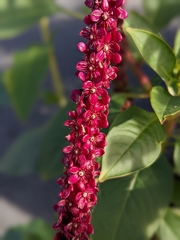 Phytolacca heterotepala