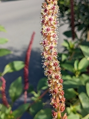 Phytolacca heterotepala