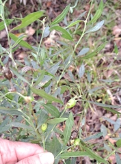 Neolasioptera lathami