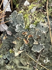 Peltigera polydactylon