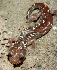 Aneides lugubris