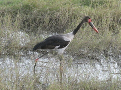 Ephippiorhynchus senegalensis